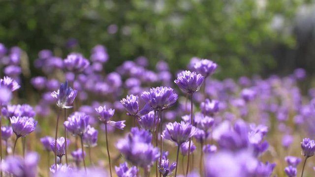Blue Dick Wildflowers