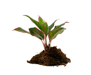Houseplant in the soil on isolated white background.