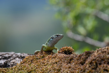 Green european lizard in nature. Green Lizard (Lacerta viridis)