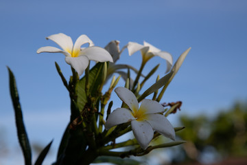 Plumeria Flowers