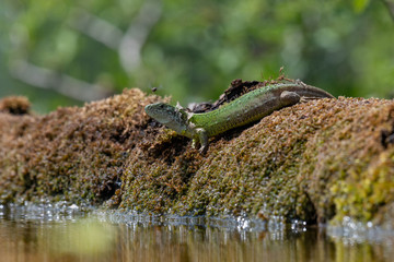 Green european lizard in nature. Green Lizard (Lacerta viridis)