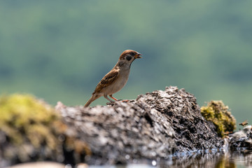 Eurasian tree sparrow (Passer Montanus) sitting sideways on a branch.