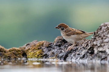 Eurasian tree sparrow (Passer Montanus) drinking from a small pond in the forest