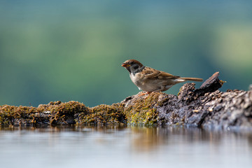 Eurasian tree sparrow (Passer Montanus) drinking from a small pond in the forest