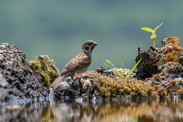 Eurasian tree sparrow (Passer Montanus) drinking from a small pond in the forest