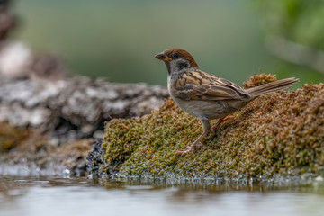 Eurasian tree sparrow (Passer Montanus) drinking from a small pond in the forest