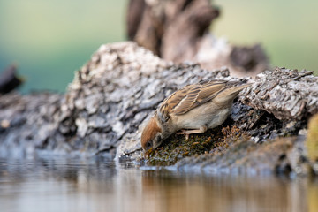 Eurasian tree sparrow (Passer Montanus) drinking from a small pond in the forest