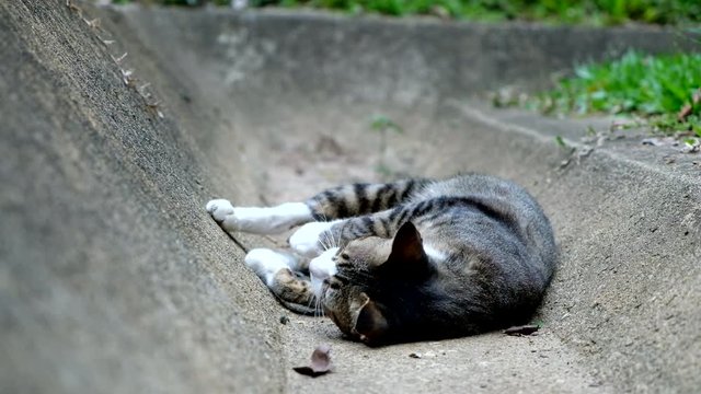 Close-up cat sleeping on the ground, viedeo 4K, 3840X3160