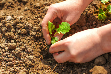 Detail on young woman hands, planting green seedling small plant into spring soil
