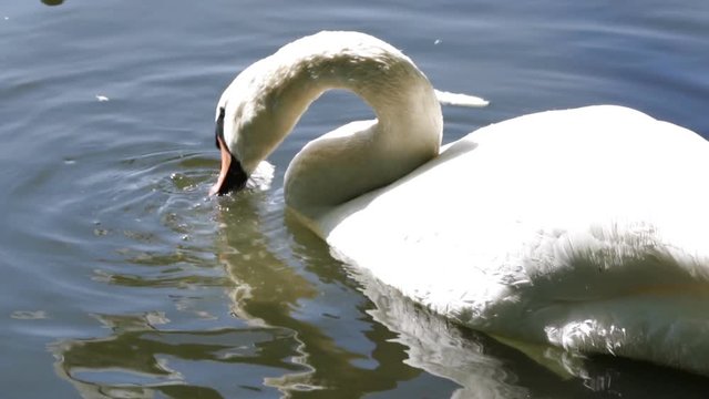 White swan eating bread on the lake