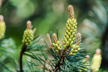 Blooming pine - pollen allergy - close up