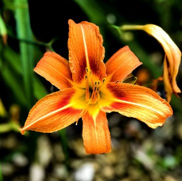 Beatiful Flower