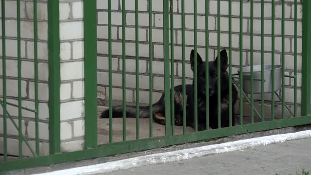 Military working dog (Black  German Shepherds) in the kennel.