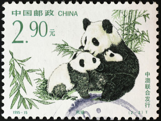Mother Panda and cub on chinese postage stamp