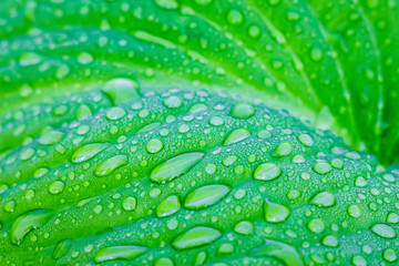 Big bright green leaf of hosts with drops of dew or rain. Light green background, structure with drops of water_