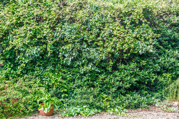 View of a wall of green vegetation in a garden