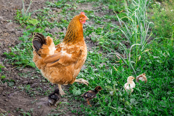 Brown chicken with small newborn chickens looking for food in garden. Chicken cares about chickens_