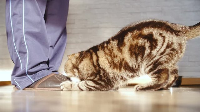 Cat attack owner slippers in slow motion 4K. Long shot low angle of person legs in focus while British cat breed plays with slippers.