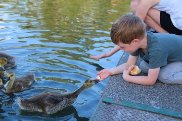 Boy and goose © Thomas