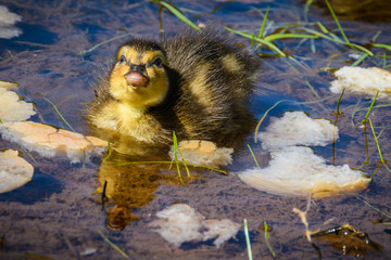 Cute duckling in Santiago de Compostela, Spain