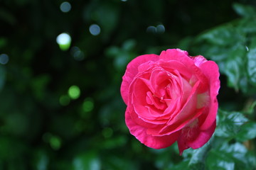 Pinke Rose mit herzförmigen Blütenblättern