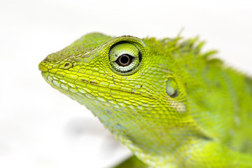 Portrait of a small green iguana in profile on the tropical island Bali, Indonesia. Close up