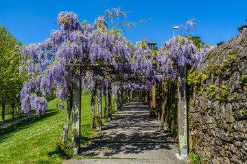Purple flowers in Belvis Park in Santiago de Compostela, Spain - obrazy, fototapety, plakaty