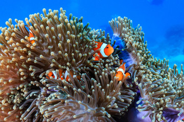 Naklejka na ściany i meble Family of Clownfish on a tropical coral reef
