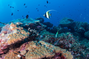Fototapeta na wymiar Hard corals on a tropical coral reef in Thailand