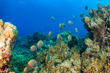 Red tail Butterflyfish on a tropical coral reef