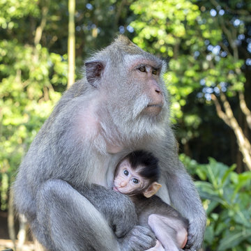 Portrait of baby monkey and mother at sacred monkey forest in Ubud, Bali, Indonesia. Close up