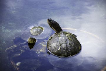 Cuban slider (Trachemys decussata), turtle native to Cuba - Peninsula de Zapata National Park /...