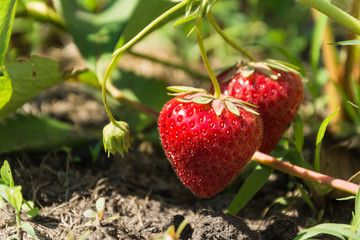 Fresh ripe strawberries on a branch