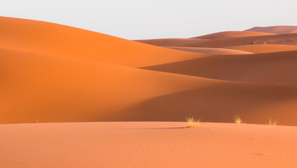Fototapeta na wymiar curved waves of dunes in Sahara desert in Morocco