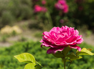 Garden rose flower