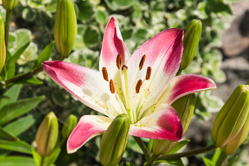 Fototapeta na wymiar Beautiful lily flower