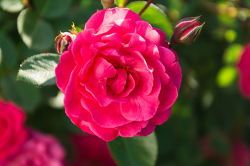 Garden rose flower