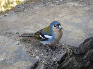 Bonito pájaro de plumas azules