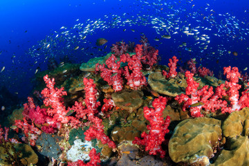Fototapeta na wymiar A healthy, colorful tropical coral reef