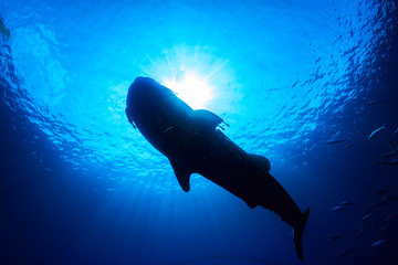 Silhouette of a huge Whale Shark in a tropical ocean