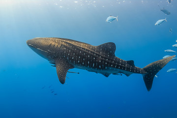 Large Whale Shark swimming in shallow water over a tropical coral reef © whitcomberd