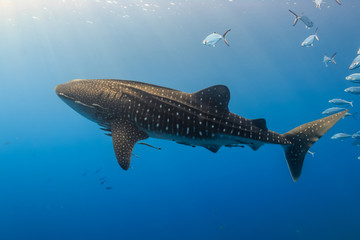 Large Whale Shark swimming in shallow water over a tropical coral reef