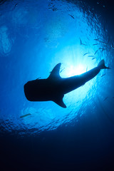 Silhouette of a huge Whale Shark in a tropical ocean © whitcomberd
