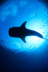 Silhouette of a huge Whale Shark in a tropical ocean