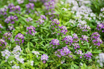 Obraz premium Summer garden flowers