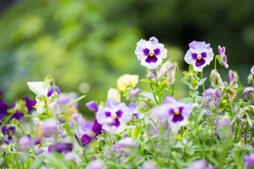 Obraz na płótnie Canvas Summertime floral card with tricolor violas