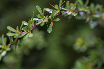 Honeysuckle bushes  in the garden