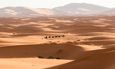 Fototapeta na wymiar Camel caravan going through the sand dunes in the Sahara Desert. Morocco Africa. Beautiful sand dunes in the Sahara desert.