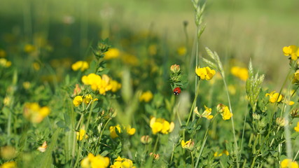 Un puntino rosso nel mare giallo