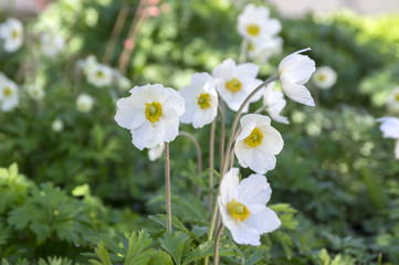 Anemone sylvestris snow white color also called snowdrop anemone, perennial flowering bunch of...